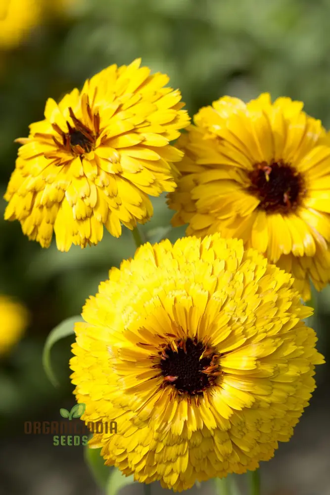 CALENDULA OFFICINALIS 'BULLS EYE' Flower Seeds for Planting, Ideal for Planting, Gardening, and Vibrant Blooms - Image 4