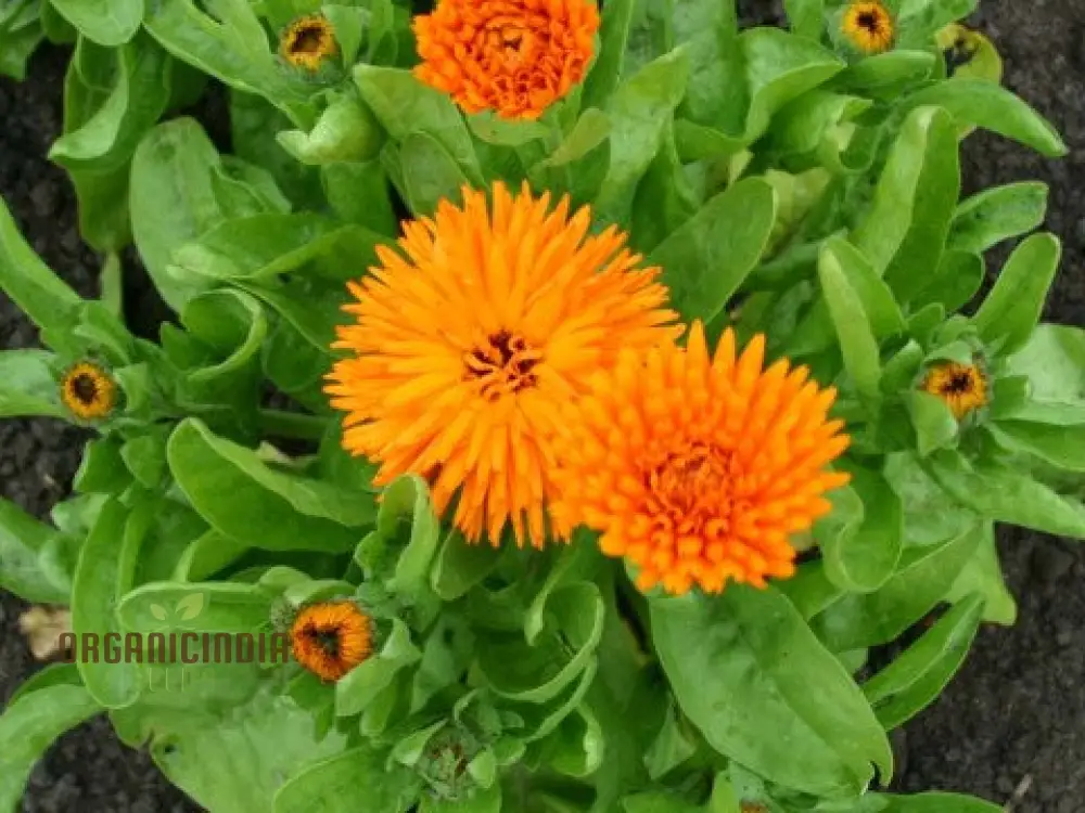Calendula Officinalis 'Calexis Orange' Flower Seeds for Planting and Gardening Success