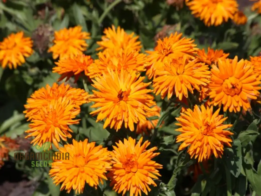Calendula Officinalis 'Calexis Orange' Flower Seeds for Planting and Gardening Success - Image 3