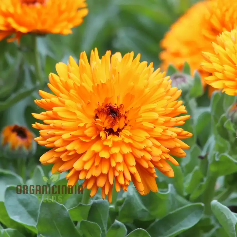Calendula Officinalis 'Calexis Orange' Flower Seeds for Planting and Gardening Success - Image 4