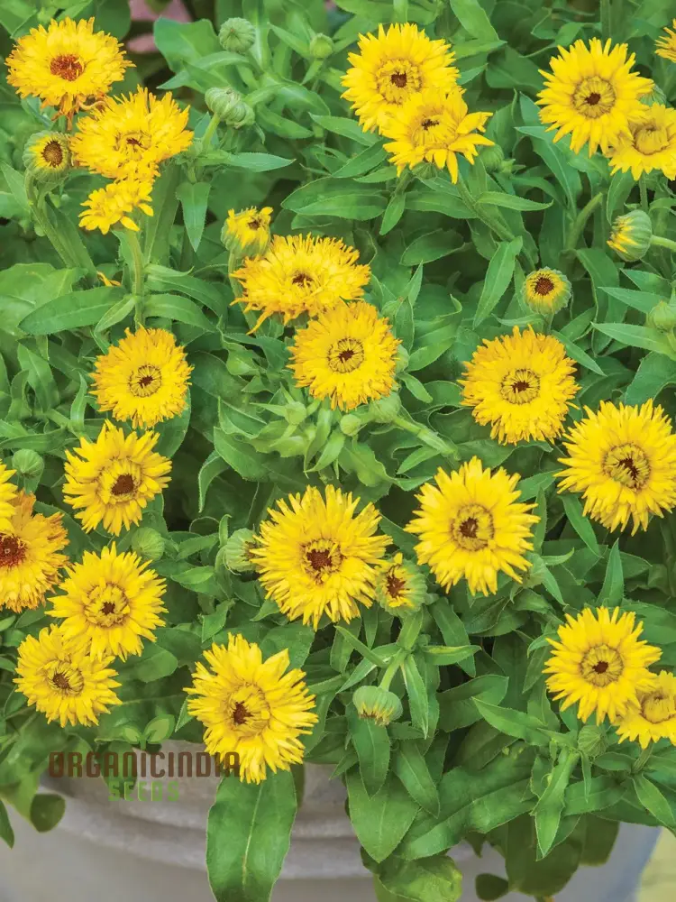 Calendula Officinalis 'Calexis Yellow' Flower Seeds, Perfect for Planting and Gardening Enthusiasts