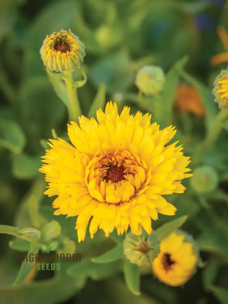 Calendula Officinalis 'Calexis Yellow' Flower Seeds, Perfect for Planting and Gardening Enthusiasts - Image 3