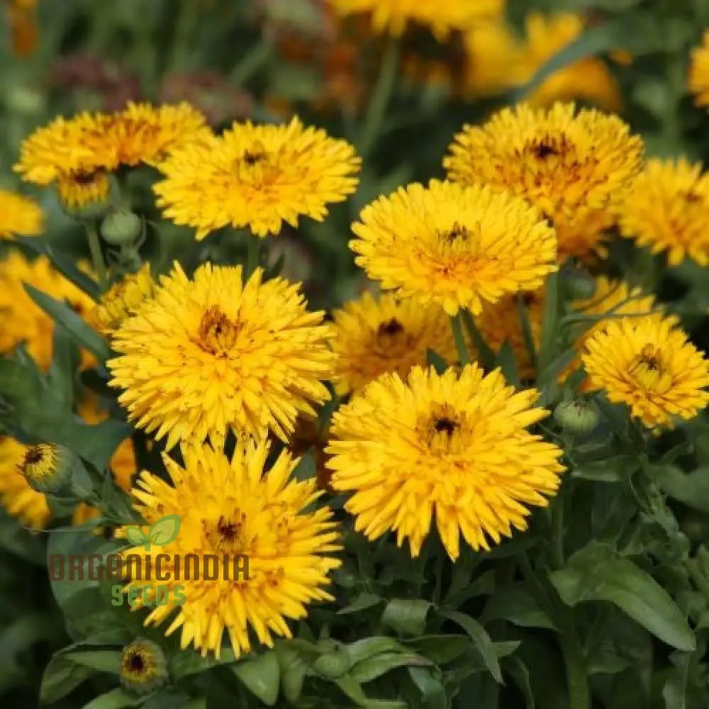 Calendula Officinalis 'Calexis Yellow' Flower Seeds, Perfect for Planting and Gardening Enthusiasts - Image 4