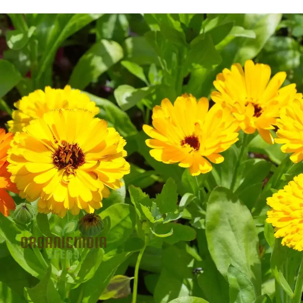 Calendula officinalis Fiesta Gitana Mix Seeds for Gardening Enthusiasts | Colorful Flower Seeds for Vibrant Garden Blooms