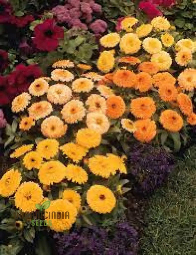 Calendula officinalis Fiesta Gitana Mix Seeds for Gardening Enthusiasts | Colorful Flower Seeds for Vibrant Garden Blooms - Image 3