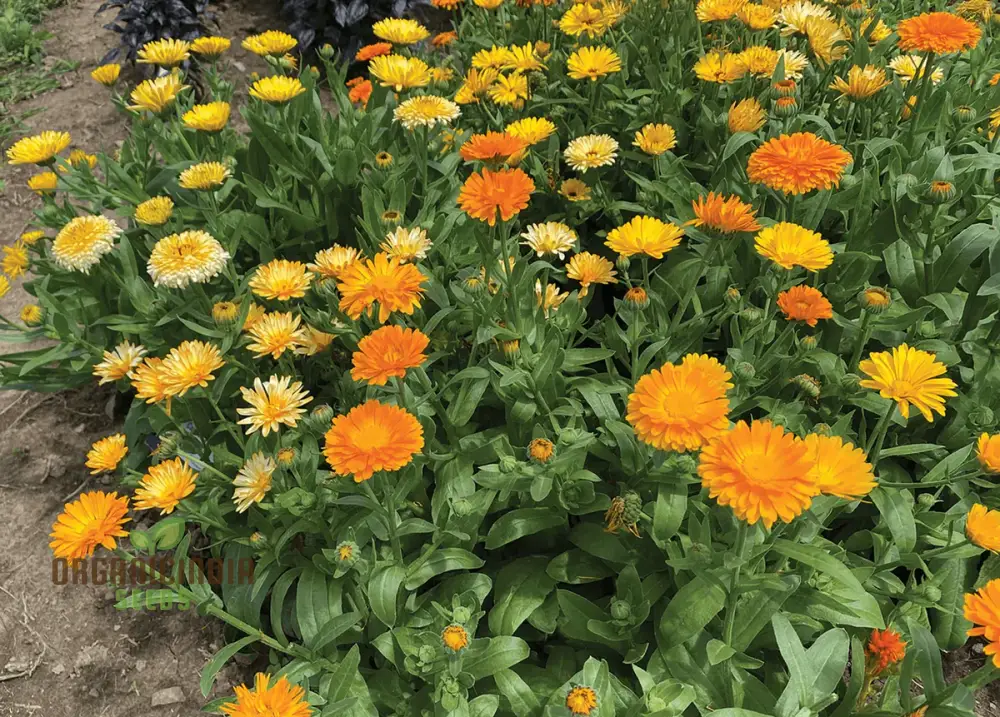Calendula officinalis Fiesta Gitana Mix Seeds for Gardening Enthusiasts | Colorful Flower Seeds for Vibrant Garden Blooms - Image 4