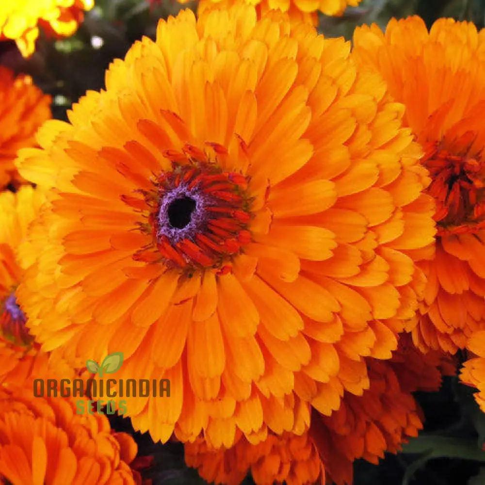 Calendula Officinalis 'Pacific Beauty Orange' Flower Seeds, Ideal for Planting and Brightening Your Garden