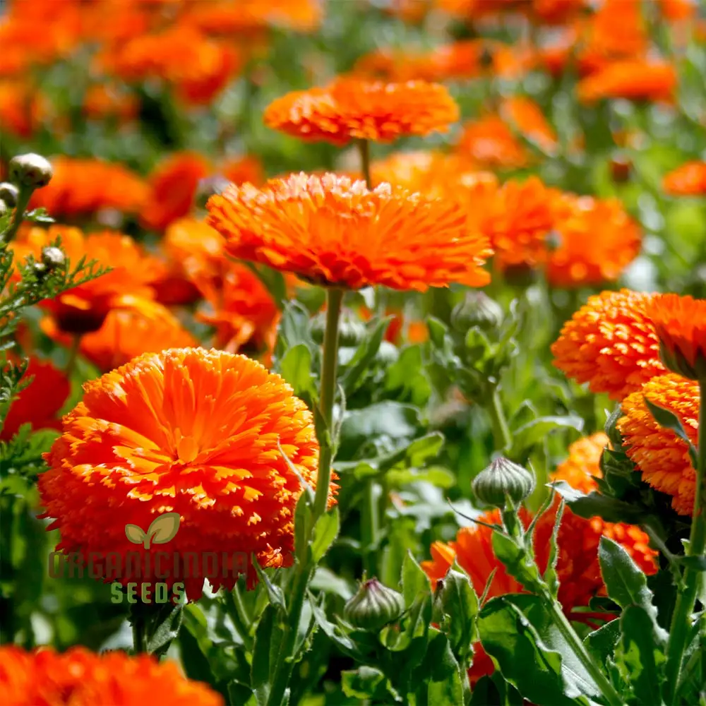 Calendula Officinalis 'Pacific Beauty Orange' Flower Seeds, Ideal for Planting and Brightening Your Garden - Image 3