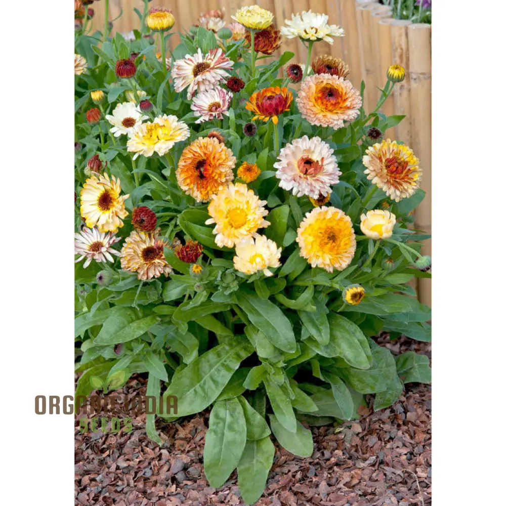 Calendula Officinalis ‘Playtime Mix’ Seeds – Vibrant Multi-Color Garden Bloom Variety