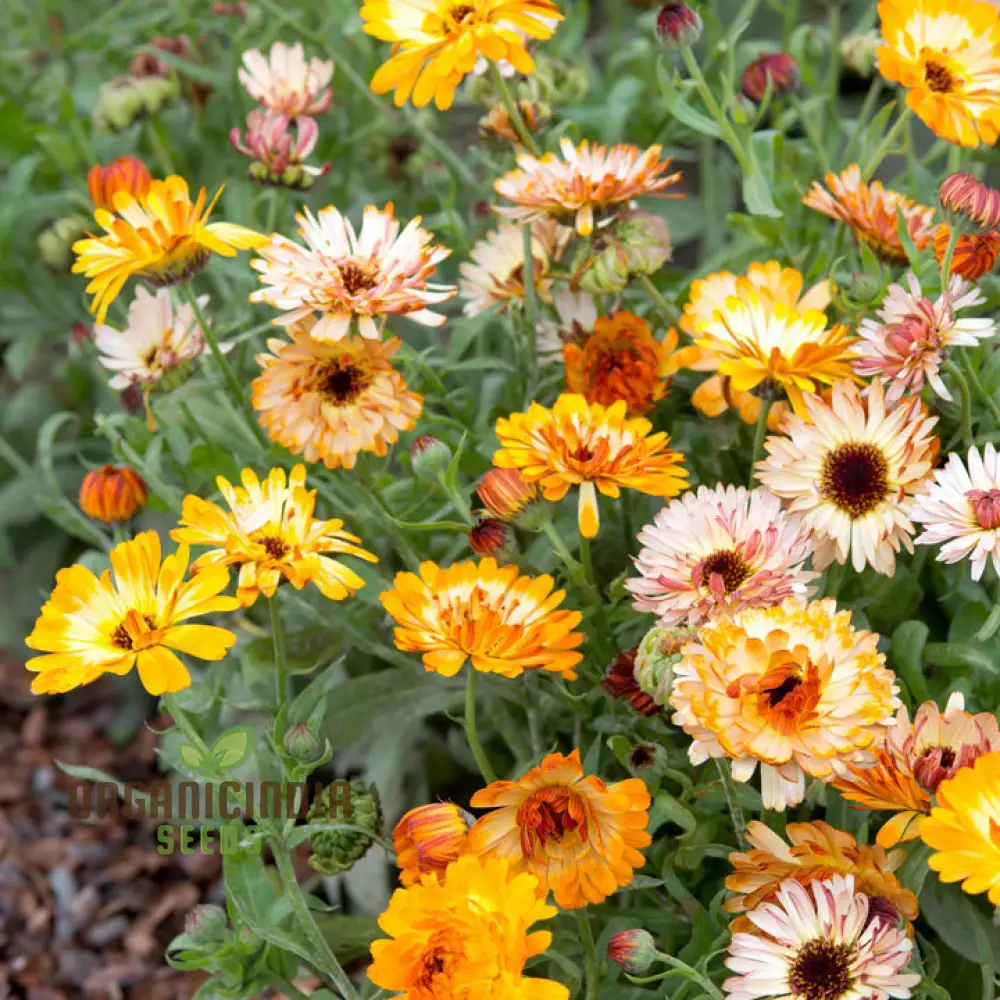 Calendula Officinalis ‘Playtime Mix’ Seeds – Vibrant Multi-Color Garden Bloom Variety - Image 3