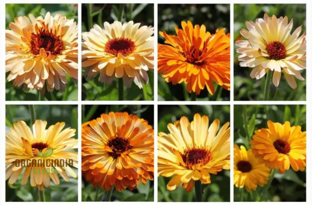 Calendula Officinalis ‘Playtime Mix’ Seeds – Vibrant Multi-Color Garden Bloom Variety - Image 4