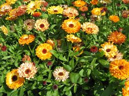 Calendula Officinalis ‘Playtime Mix’ Seeds – Vibrant Multi-Color Garden Bloom Variety - Image 5