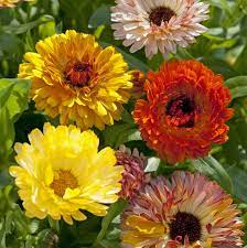 Calendula Officinalis ‘Playtime Mix’ Seeds – Vibrant Multi-Color Garden Bloom Variety - Image 6