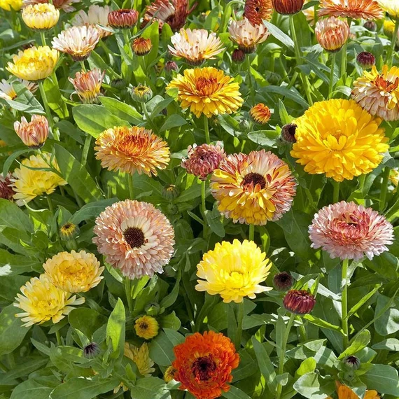 Calendula Officinalis ‘Playtime Mix’ Seeds – Vibrant Multi-Color Garden Bloom Variety - Image 7