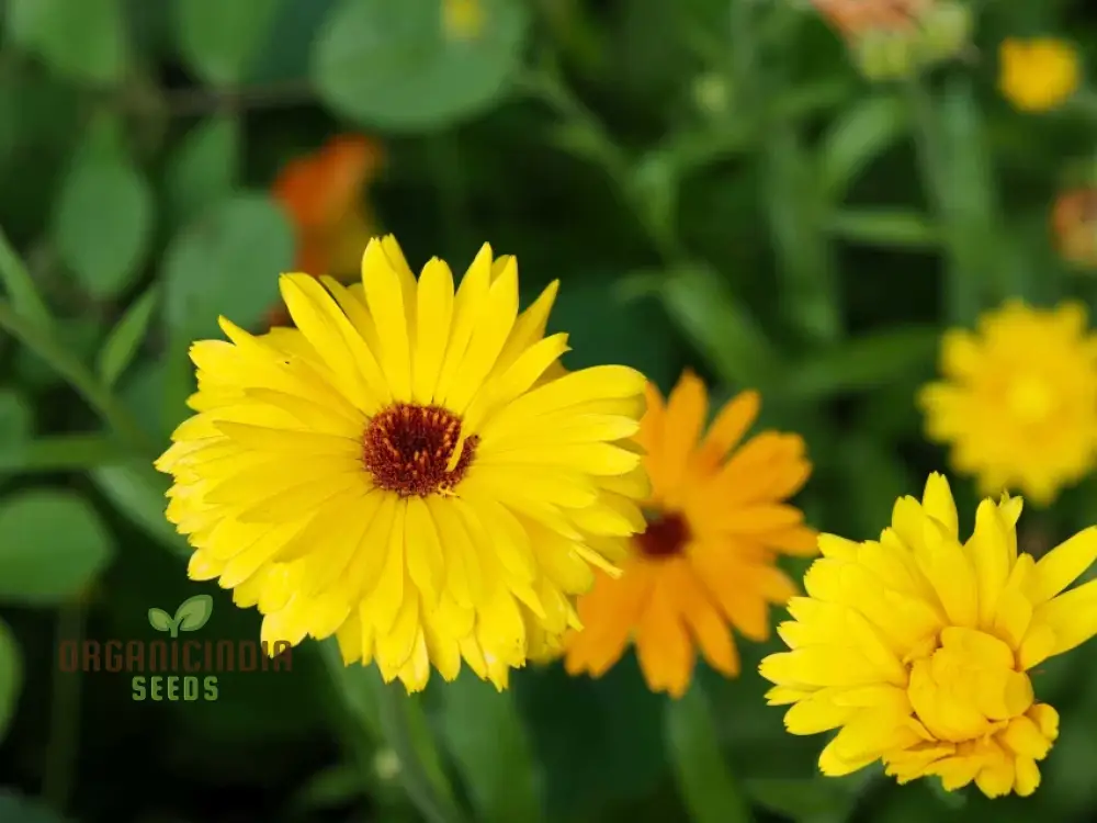 Calendula Officinalis 'Wintersun' Flower Seeds, Enhance Your Garden with Vibrant Blooms