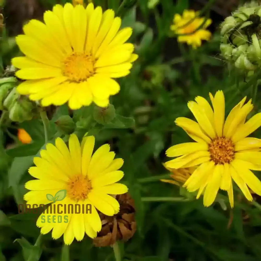 Calendula Officinalis 'Wintersun' Flower Seeds, Enhance Your Garden with Vibrant Blooms - Image 3