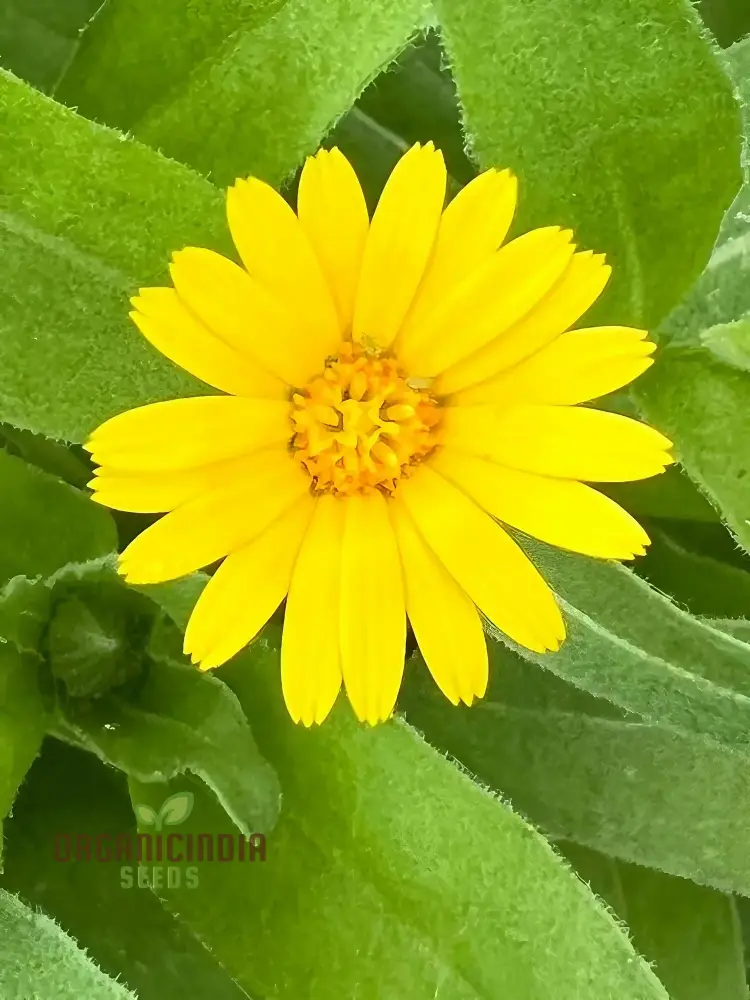Calendula Officinalis 'Wintersun' Flower Seeds, Enhance Your Garden with Vibrant Blooms - Image 4