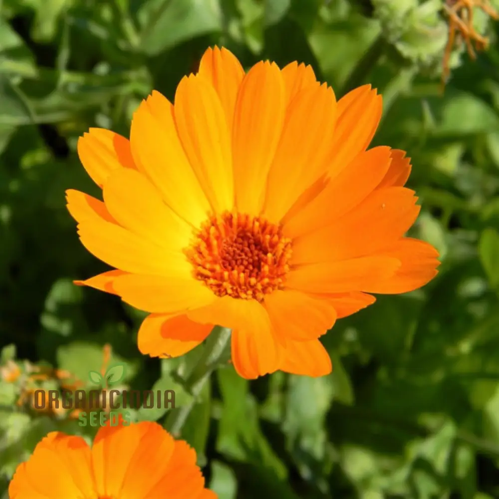 Calendula 'Winter Sun' Seeds for a Burst of Color in Your Garden – Elevate Your Gardening Experience with Vibrant Blooms!