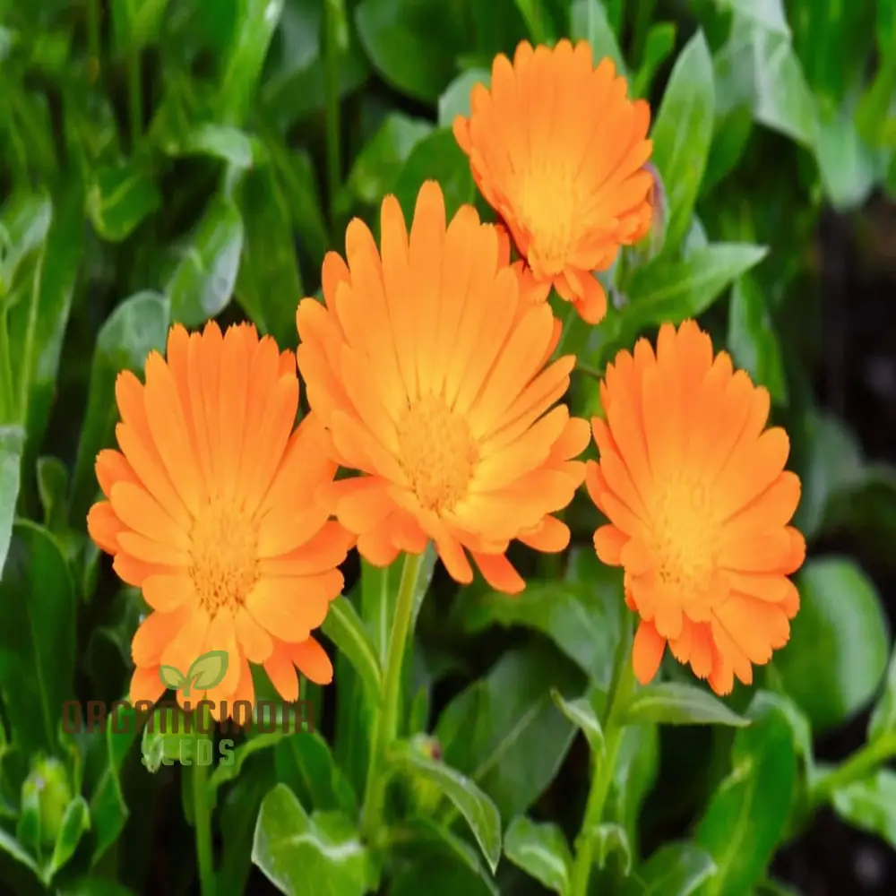 Calendula 'Winter Sun' Seeds for a Burst of Color in Your Garden – Elevate Your Gardening Experience with Vibrant Blooms! - Image 3
