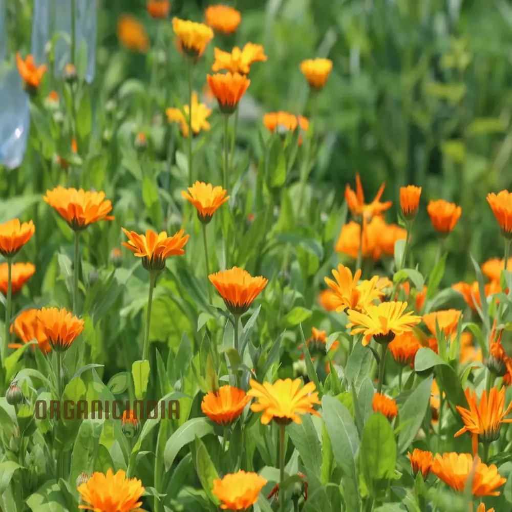 Calendula 'Winter Sun' Seeds for a Burst of Color in Your Garden – Elevate Your Gardening Experience with Vibrant Blooms! - Image 4