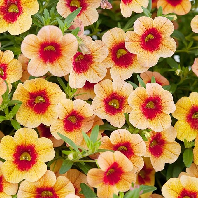 Calibrachoa Flower Seeds for Planting Million Bells Herbaceous Perennial, Attracts Butterflies