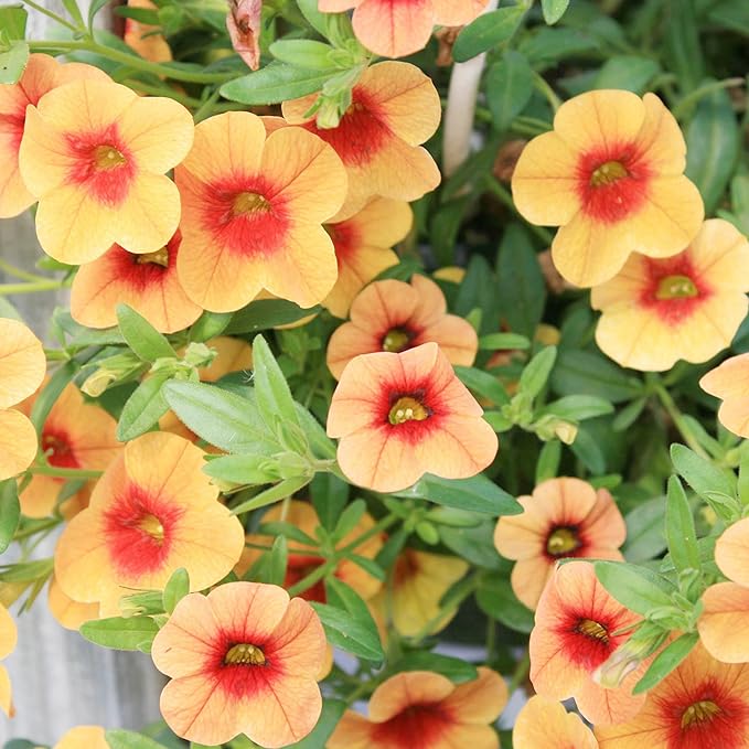 Calibrachoa Flower Seeds for Planting Million Bells Herbaceous Perennial, Attracts Butterflies - Image 3