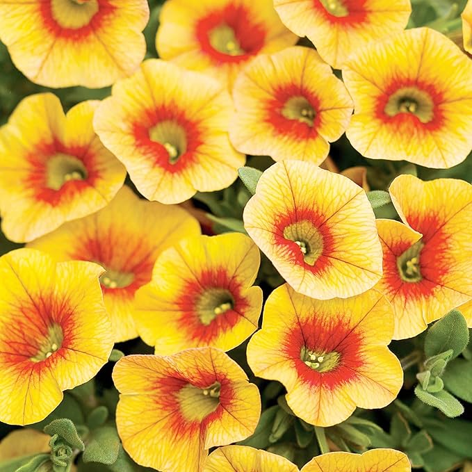 Calibrachoa Flower Seeds for Planting Million Bells Herbaceous Perennial, Attracts Butterflies - Image 4