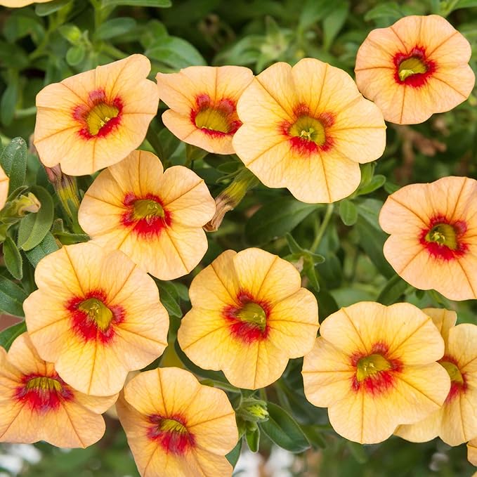 Calibrachoa Flower Seeds for Planting Million Bells Herbaceous Perennial, Attracts Butterflies - Image 5