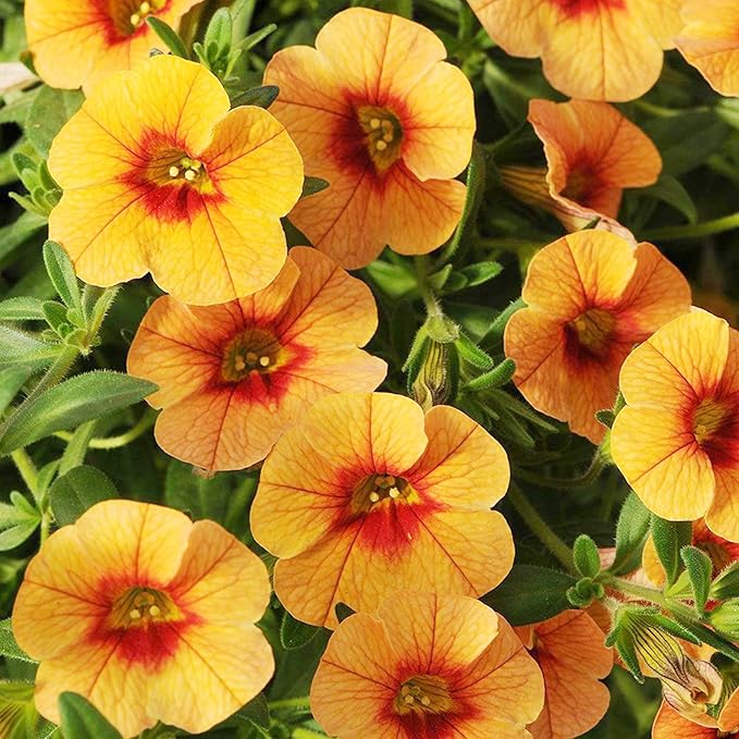 Calibrachoa Flower Seeds for Planting Million Bells Herbaceous Perennial, Attracts Butterflies - Image 6