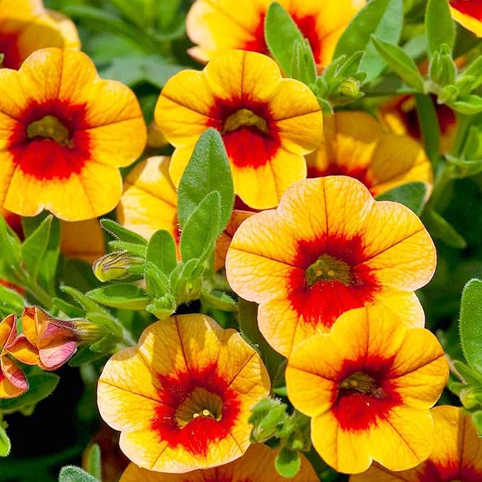 Calibrachoa Flower Seeds for Planting Million Bells Herbaceous Perennial, Attracts Butterflies - Image 7