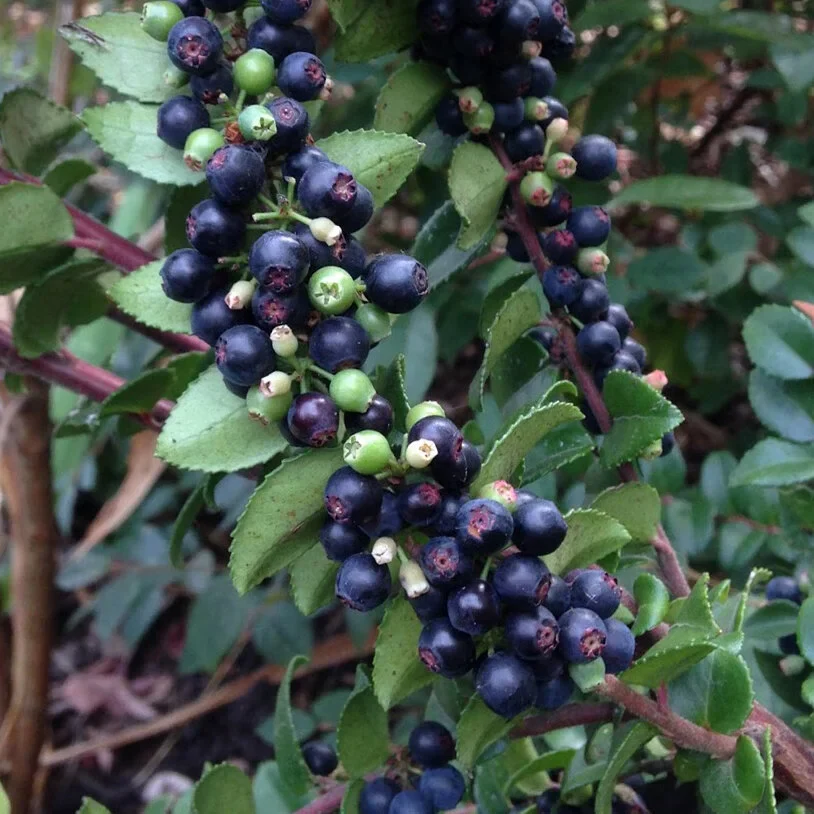 California Evergreen Huckleberry Fruit Seeds - Image 3