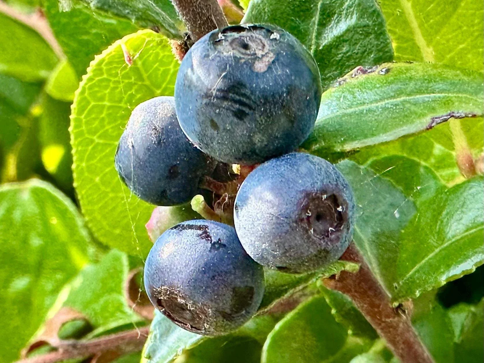 California Evergreen Huckleberry Fruit Seeds - Image 4
