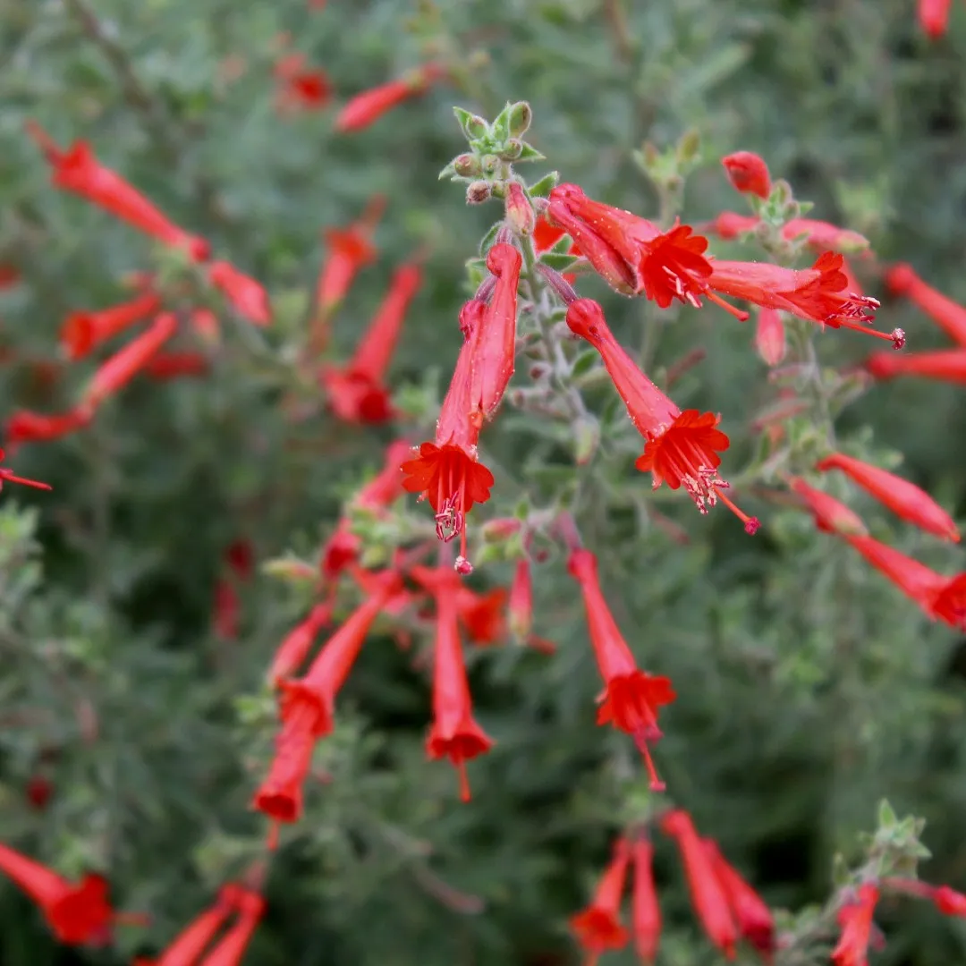 California Fuchsia Epilobium Canum - 30 Seeds - Image 3