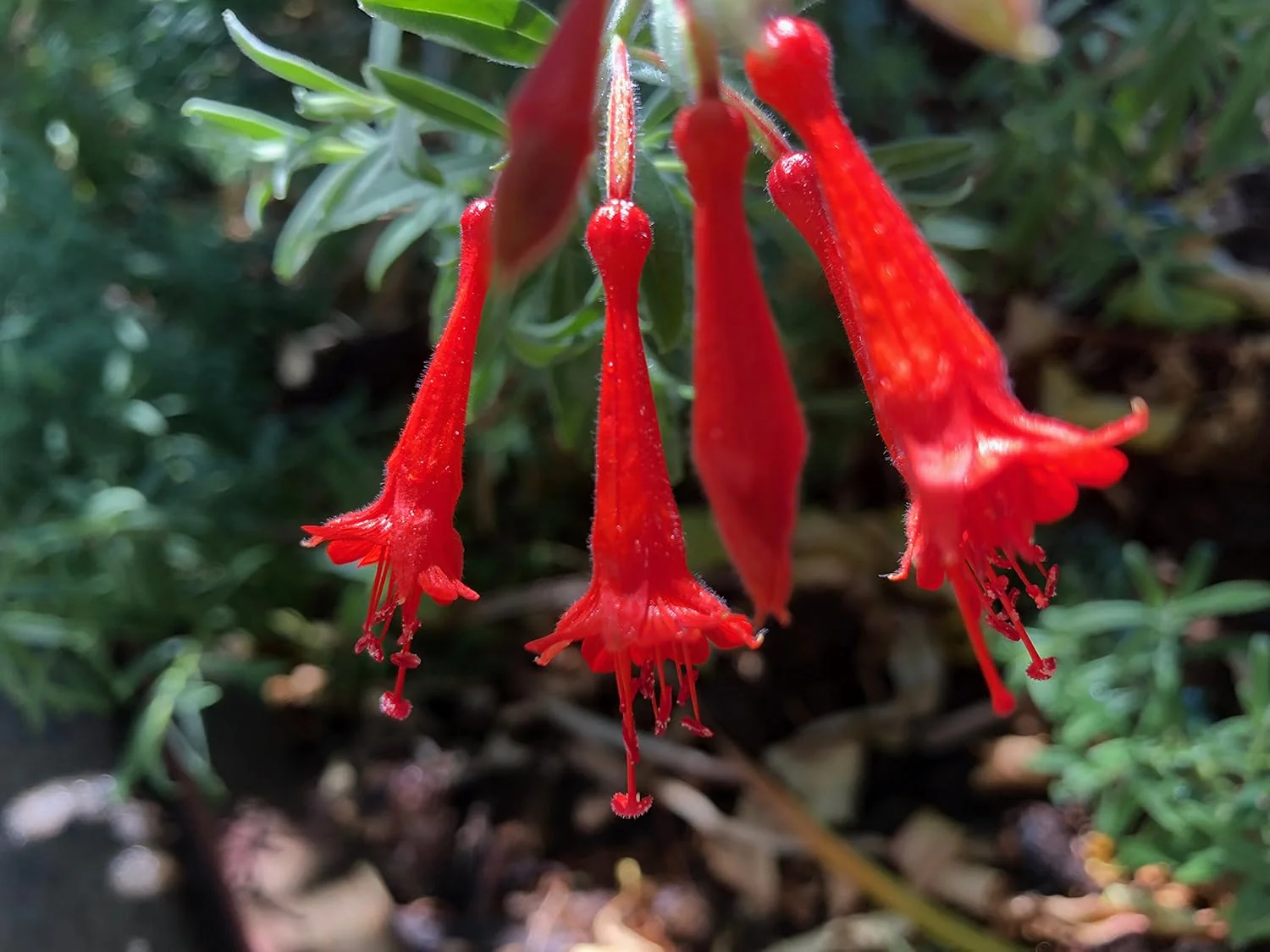 California Fuchsia Epilobium Canum - 30 Seeds - Image 4