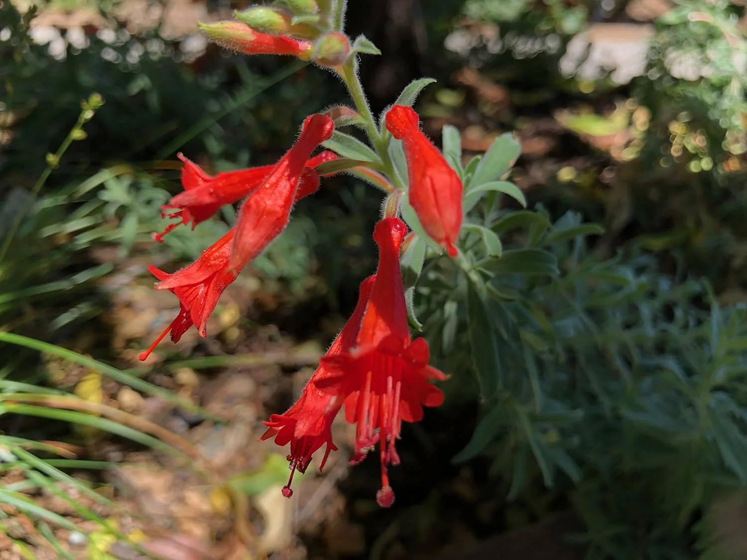 California Fuchsia Epilobium Canum - 30 Seeds - Image 5