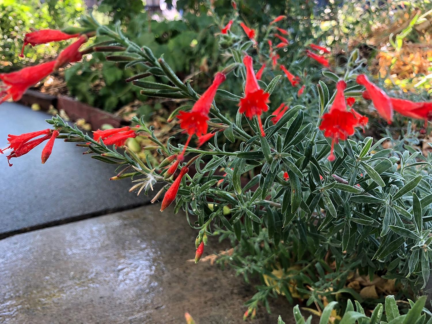 California Fuchsia Epilobium Canum - 30 Seeds - Image 6