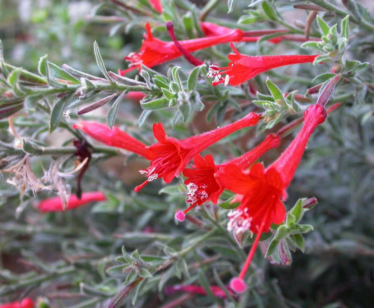 California Fuchsia Epilobium Canum - 30 Seeds - Image 7