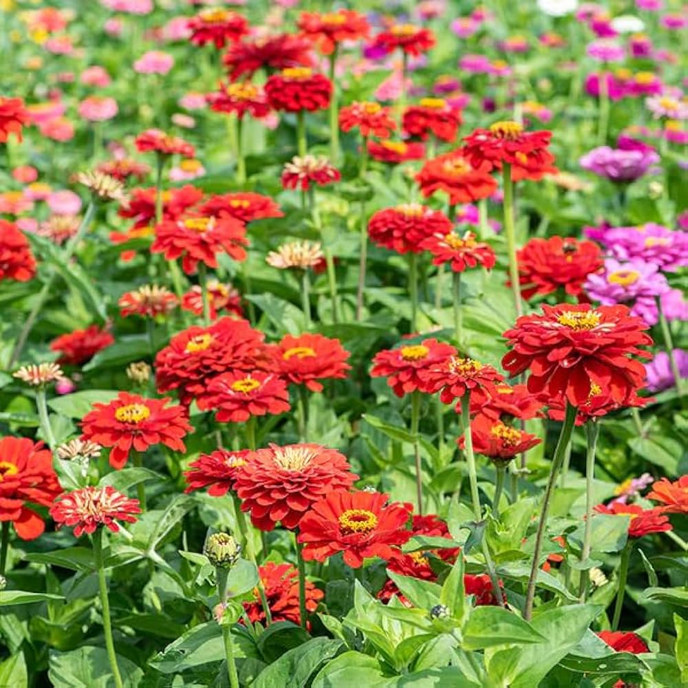 Zinnia Seeds (California Giant Zinnia Seeds) - Large Vibrant Blooms with Broad Petals - Image 2