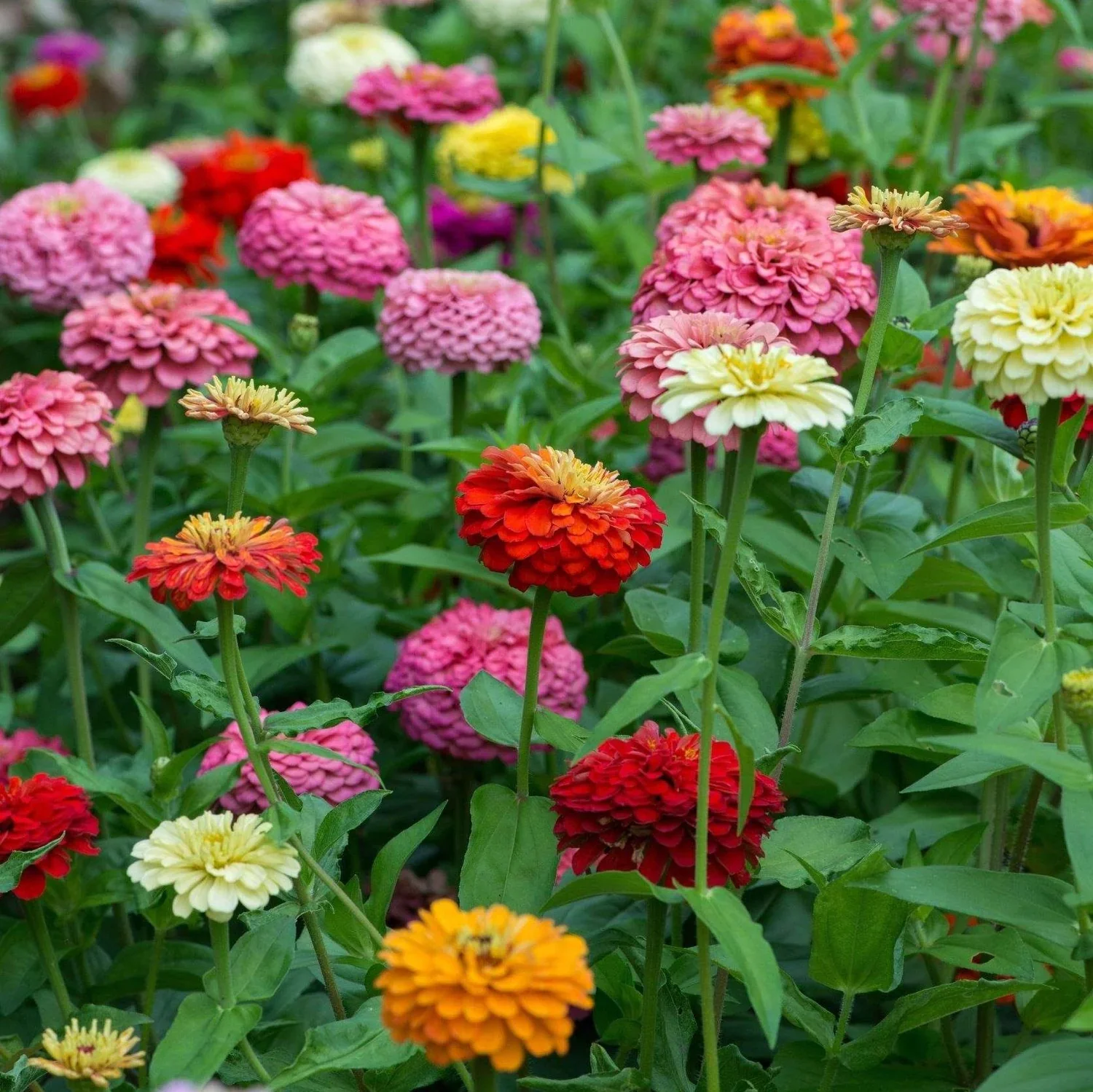 Zinnia Seeds (California Giant Zinnia Seeds) - Large Vibrant Blooms with Broad Petals - Image 3