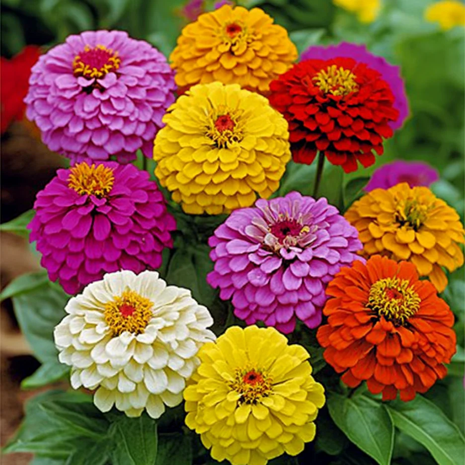 Zinnia Seeds (California Giant Zinnia Seeds) - Large Vibrant Blooms with Broad Petals - Image 4