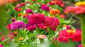 Zinnia Seeds (California Giant Zinnia Seeds) - Large Vibrant Blooms with Broad Petals - Image 6