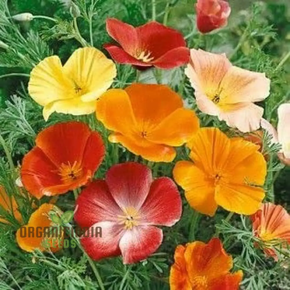 California Poppy Mix Flower Seeds For Planting, Diverse Blend for Vibrant Garden Displays