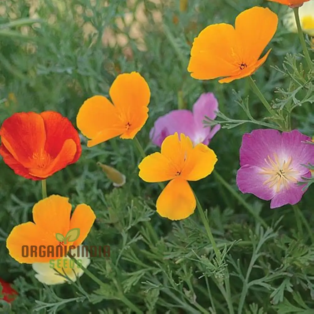California Poppy Mix Flower Seeds For Planting, Diverse Blend for Vibrant Garden Displays - Image 3