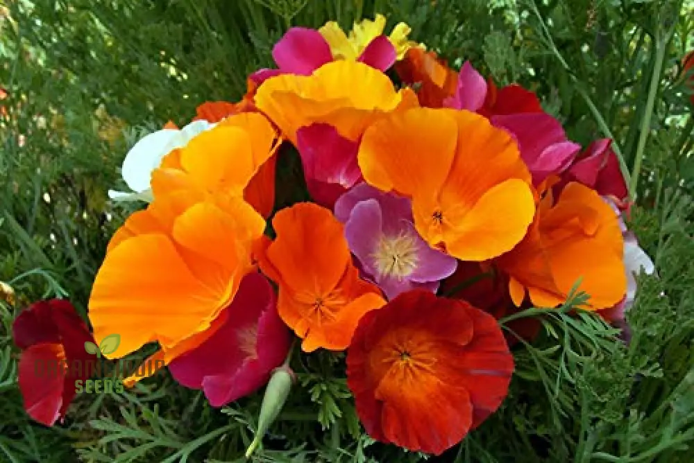 California Poppy Mix Flower Seeds For Planting, Diverse Blend for Vibrant Garden Displays - Image 4