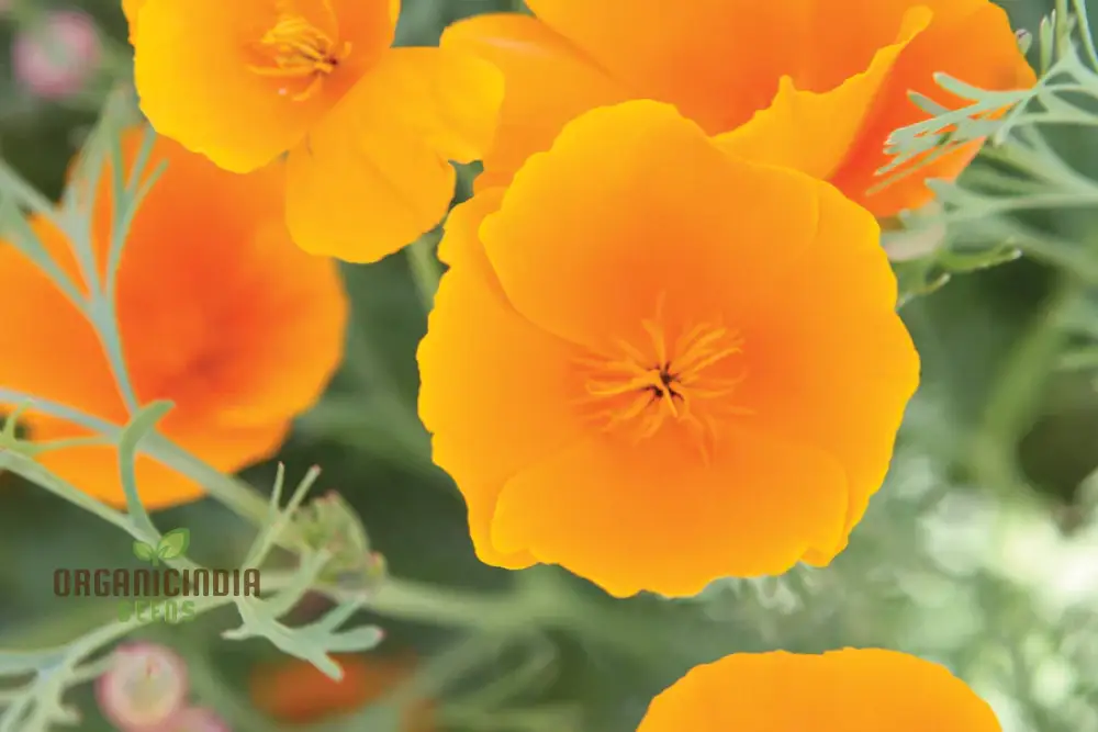 California Poppy Yellow Flower Seeds For Planting, Grow Bright Yellow Poppies for Your Garden