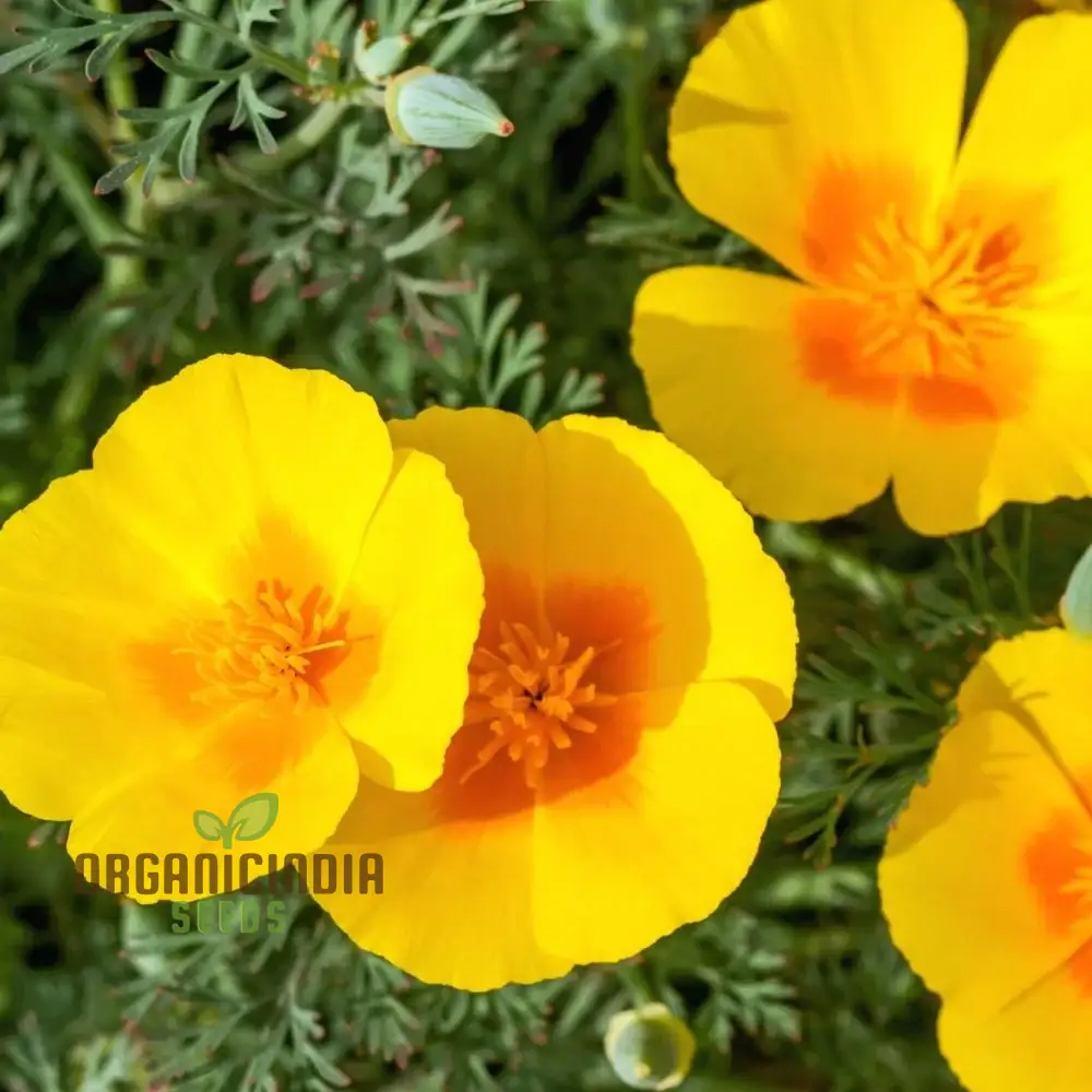 California Poppy Yellow Flower Seeds For Planting, Grow Bright Yellow Poppies for Your Garden - Image 3