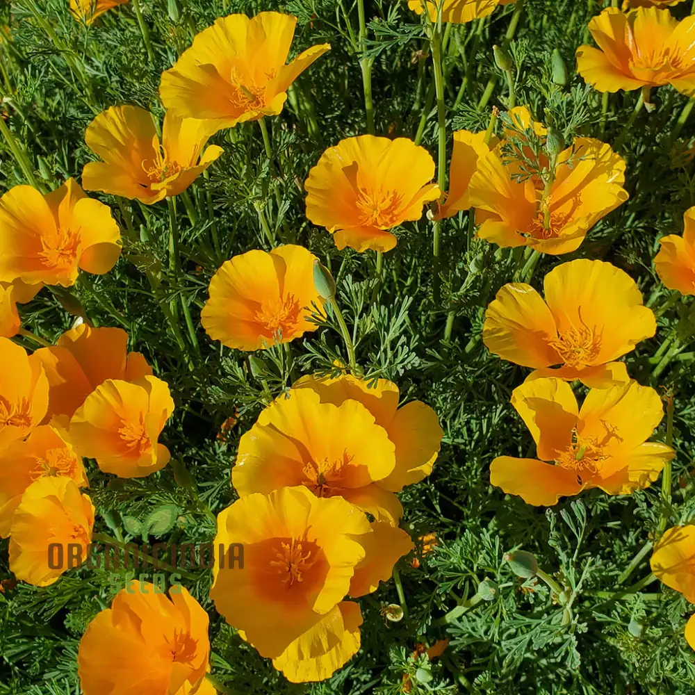 California Poppy Yellow Flower Seeds For Planting, Grow Bright Yellow Poppies for Your Garden - Image 4