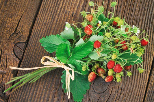 California Woodland Strawberry Seeds - Image 3
