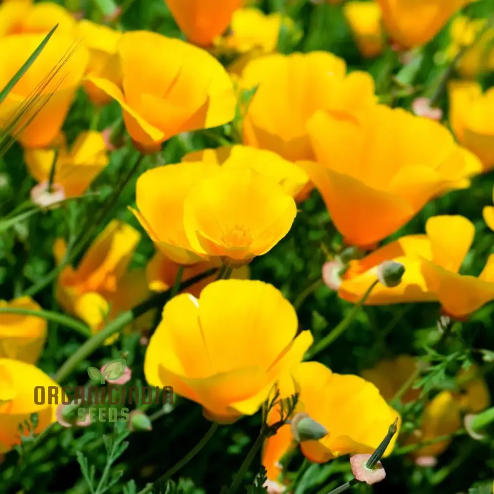 Californian Poppy - Golden West Seeds for Planting and Gardening