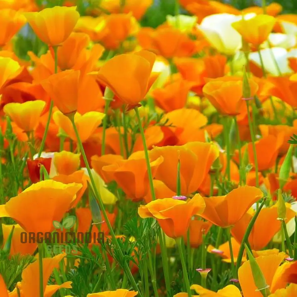 Californian Poppy - Golden West Seeds for Planting and Gardening - Image 3